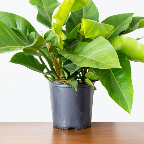 Philodendron Congo