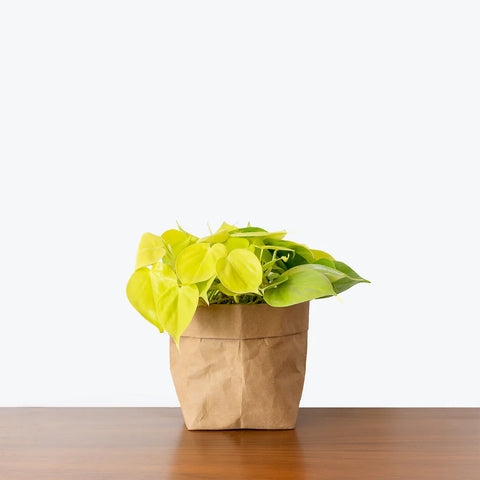 Philodendron Hederaceum - Lemon Lime