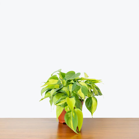 Philodendron Oxycardium Brasil Variegated