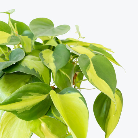 Philodendron Oxycardium Brasil Variegated