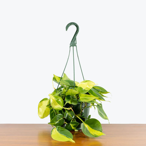 Philodendron Oxycardium Brasil Variegated