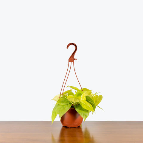 Philodendron Hederaceum - Lemon Lime