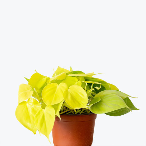 Philodendron Hederaceum - Lemon Lime