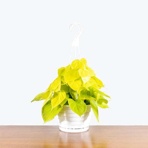 Philodendron Hederaceum - Lemon Lime