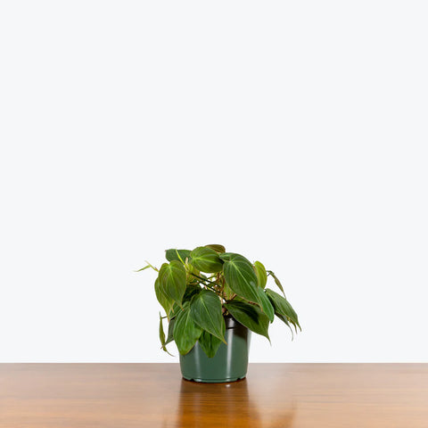 Philodendron Micans