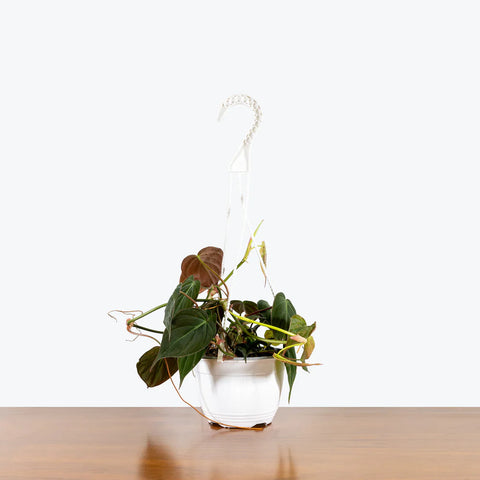 Philodendron Micans
