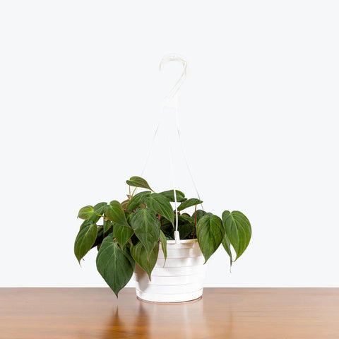 Philodendron Micans
