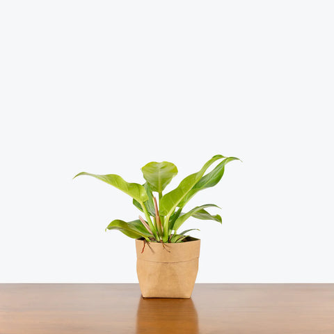 Philodendron Hederaceum 'Moonlight'