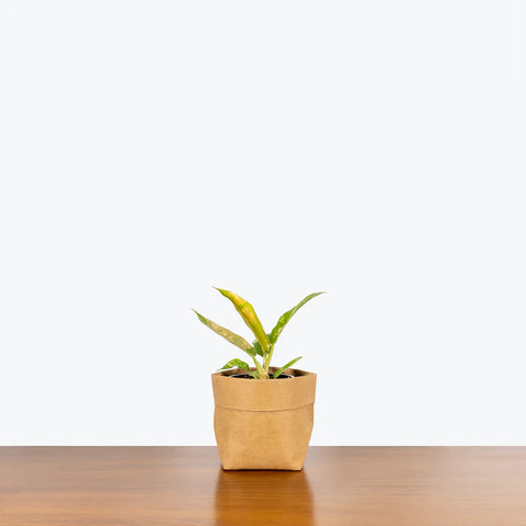 Philodendron Ring of Fire
