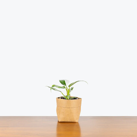 Philodendron White Princess