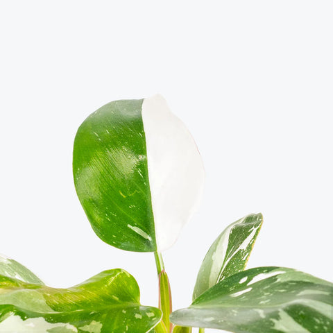 Philodendron White Princess