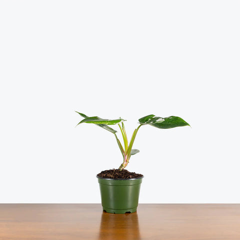 Philodendron White Princess
