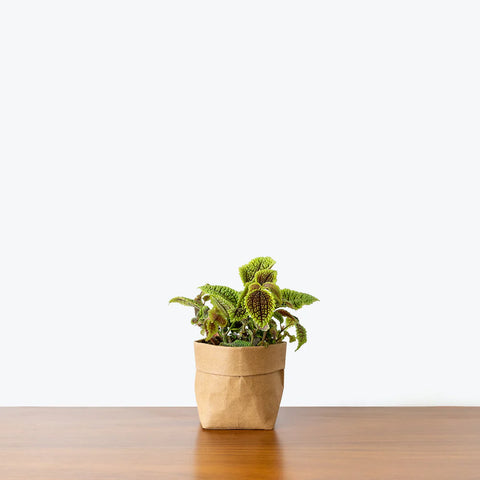 Pilea Mollis