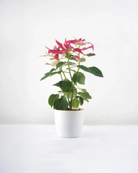 Poinsettia Pink