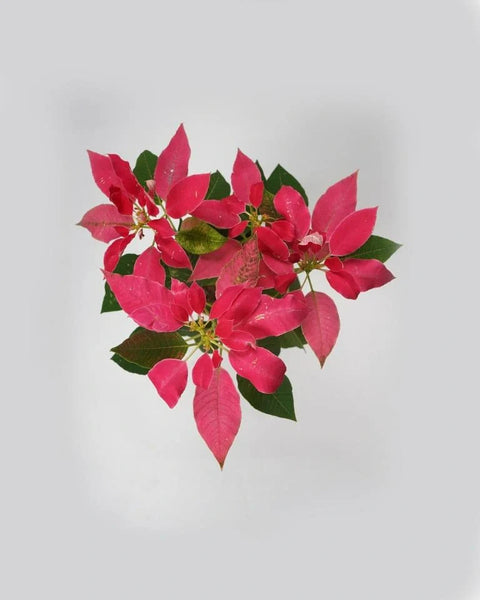 Poinsettia Pink
