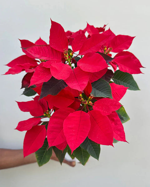 Poinsettia Red