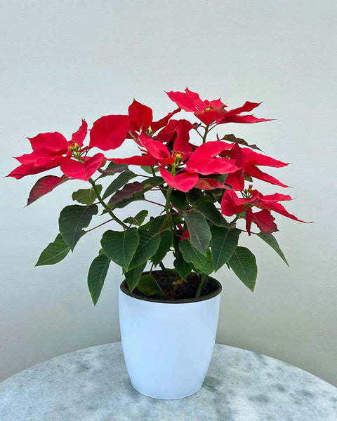 Poinsettia Red
