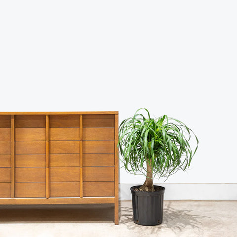 Nolina Palm