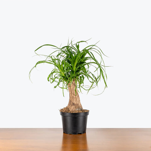 Nolina Palm