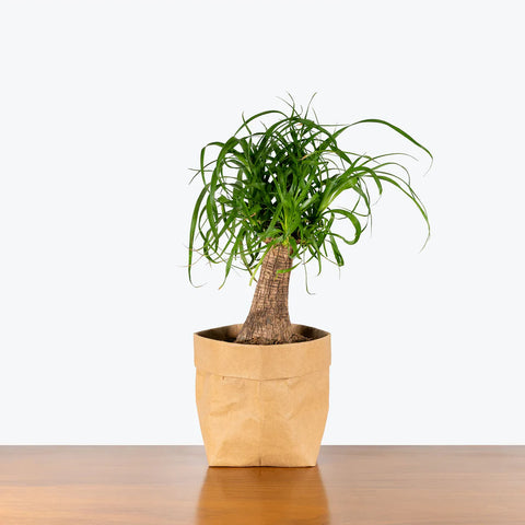 Nolina Palm