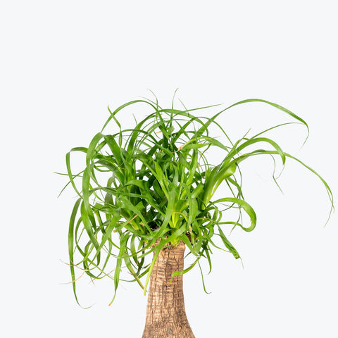 Nolina Palm