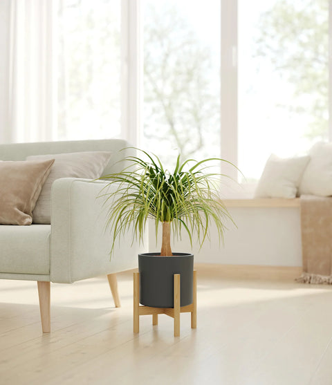 Nolina Palm