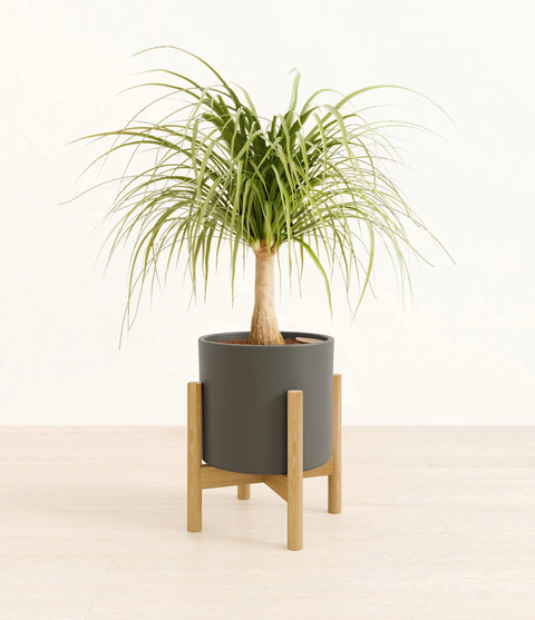 Nolina Palm