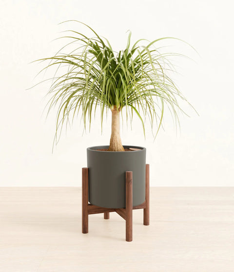 Nolina Palm