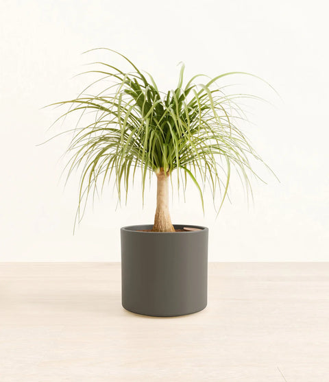 Nolina Palm