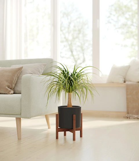 Nolina Palm
