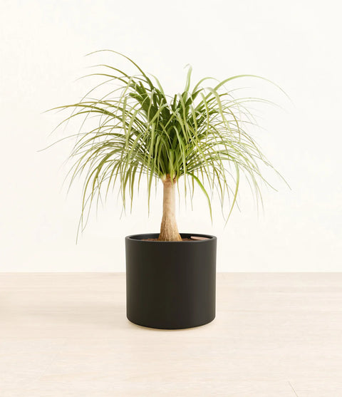 Nolina Palm