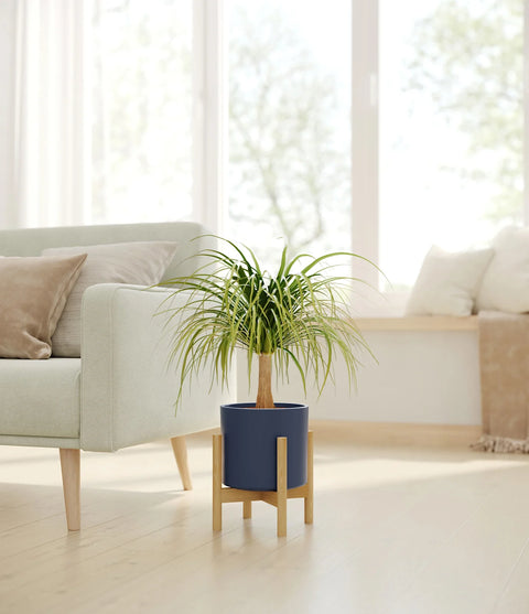 Nolina Palm