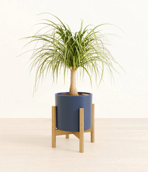 Nolina Palm