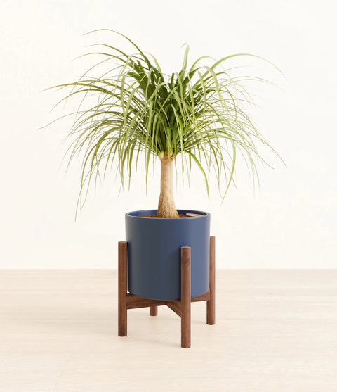 Nolina Palm
