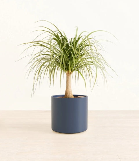 Nolina Palm