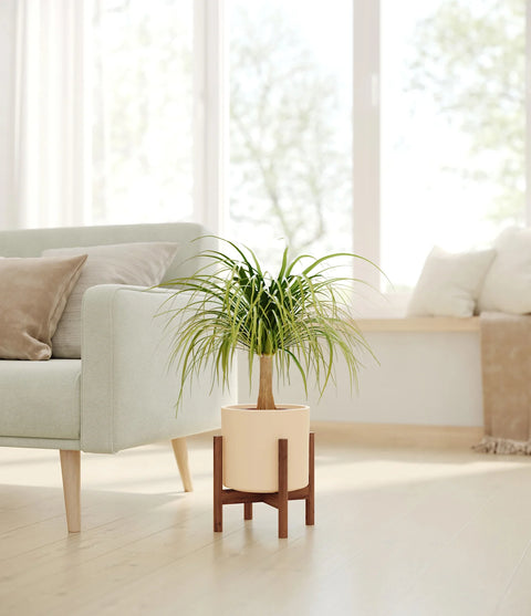 Nolina Palm