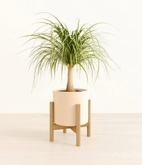 Nolina Palm