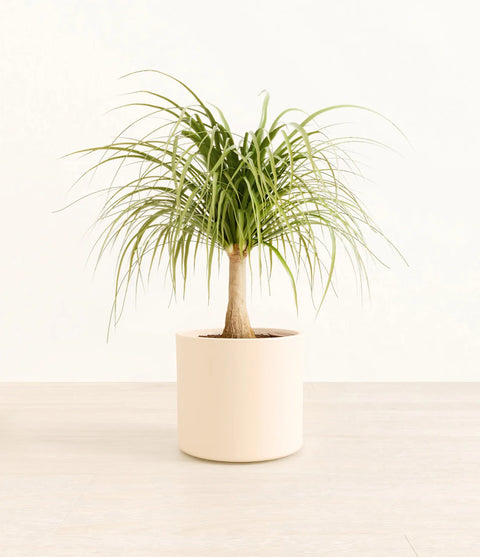 Nolina Palm