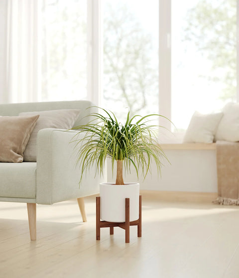 Nolina Palm
