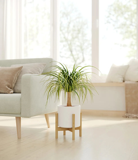 Nolina Palm