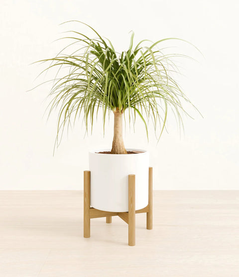 Nolina Palm