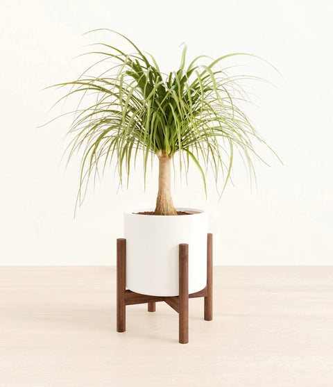 Nolina Palm