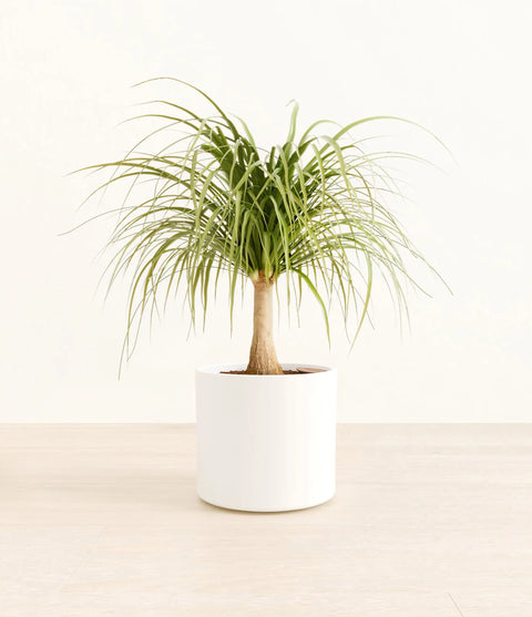 Nolina Palm