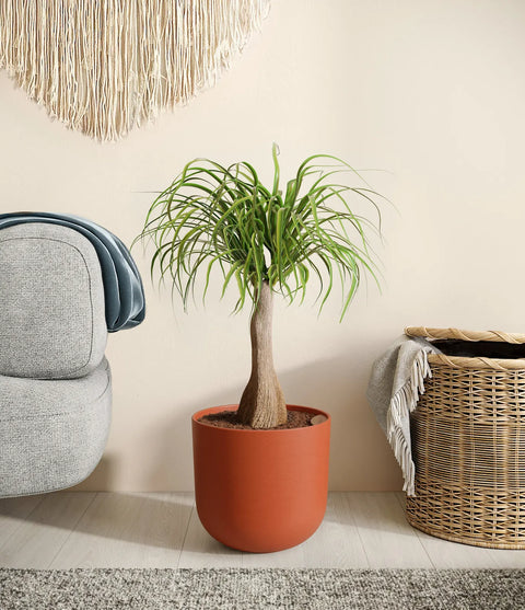 Nolina Palm