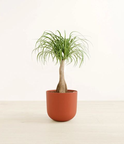 Nolina Palm