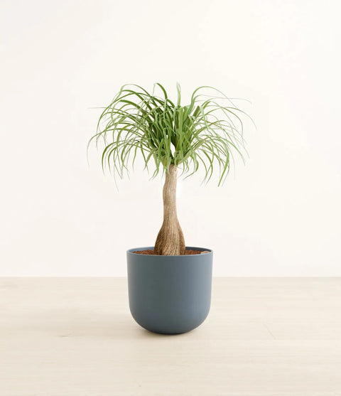 Nolina Palm