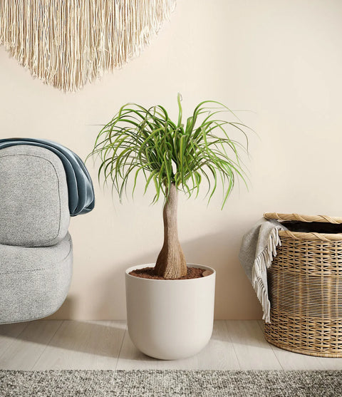 Nolina Palm