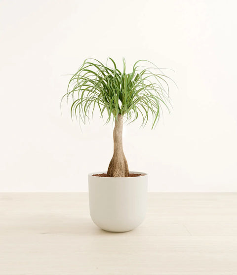Nolina Palm