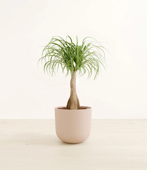 Nolina Palm