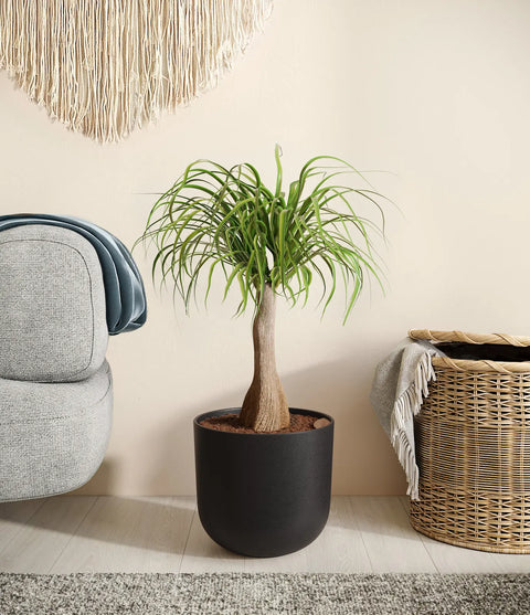 Nolina Palm